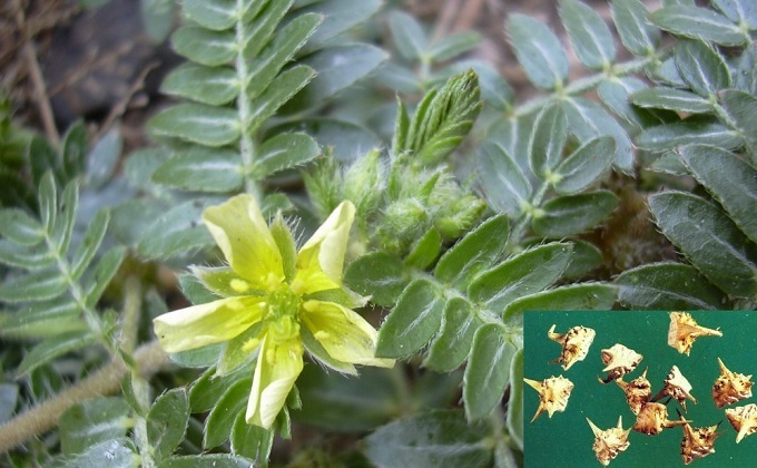 Những điều chưa biết về cây bạch tật lê